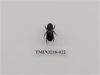 藏品(蘭嶼角葫蘆鍬形蟲)的圖片